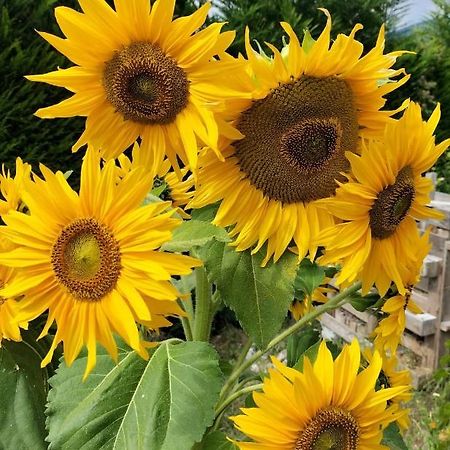I Girasoli 산제노 외부 사진