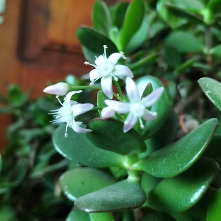 I Girasoli 산제노 외부 사진