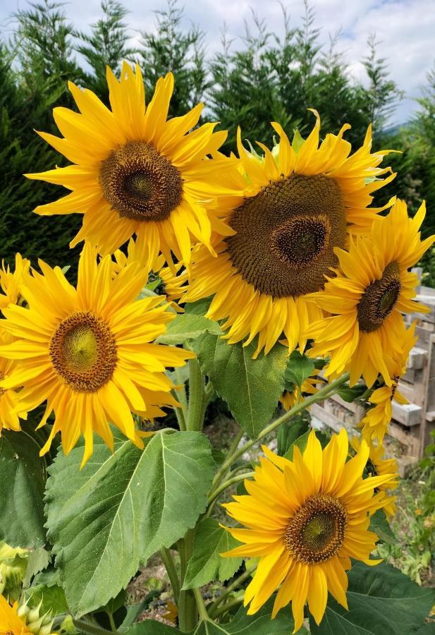 I Girasoli 산제노 외부 사진