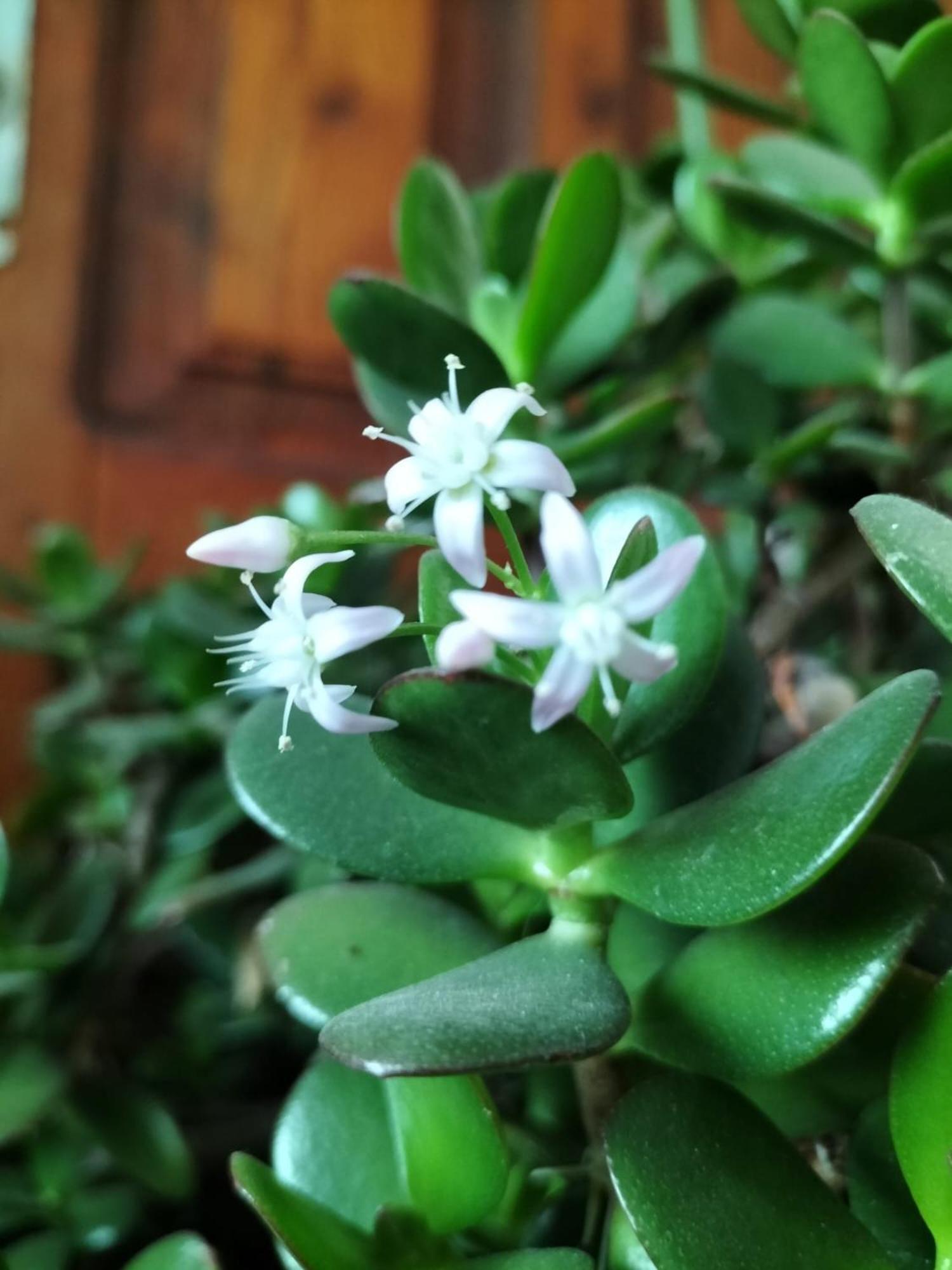 I Girasoli 산제노 외부 사진