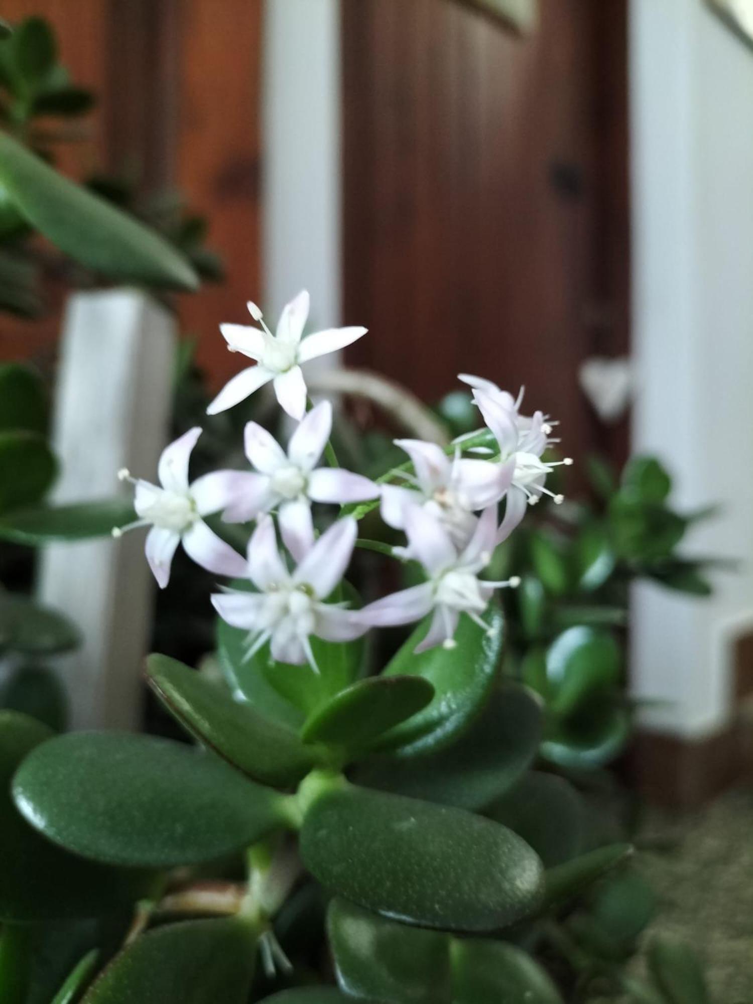 I Girasoli 산제노 외부 사진