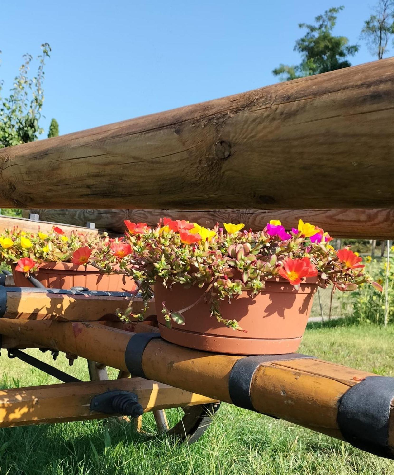 I Girasoli 산제노 외부 사진