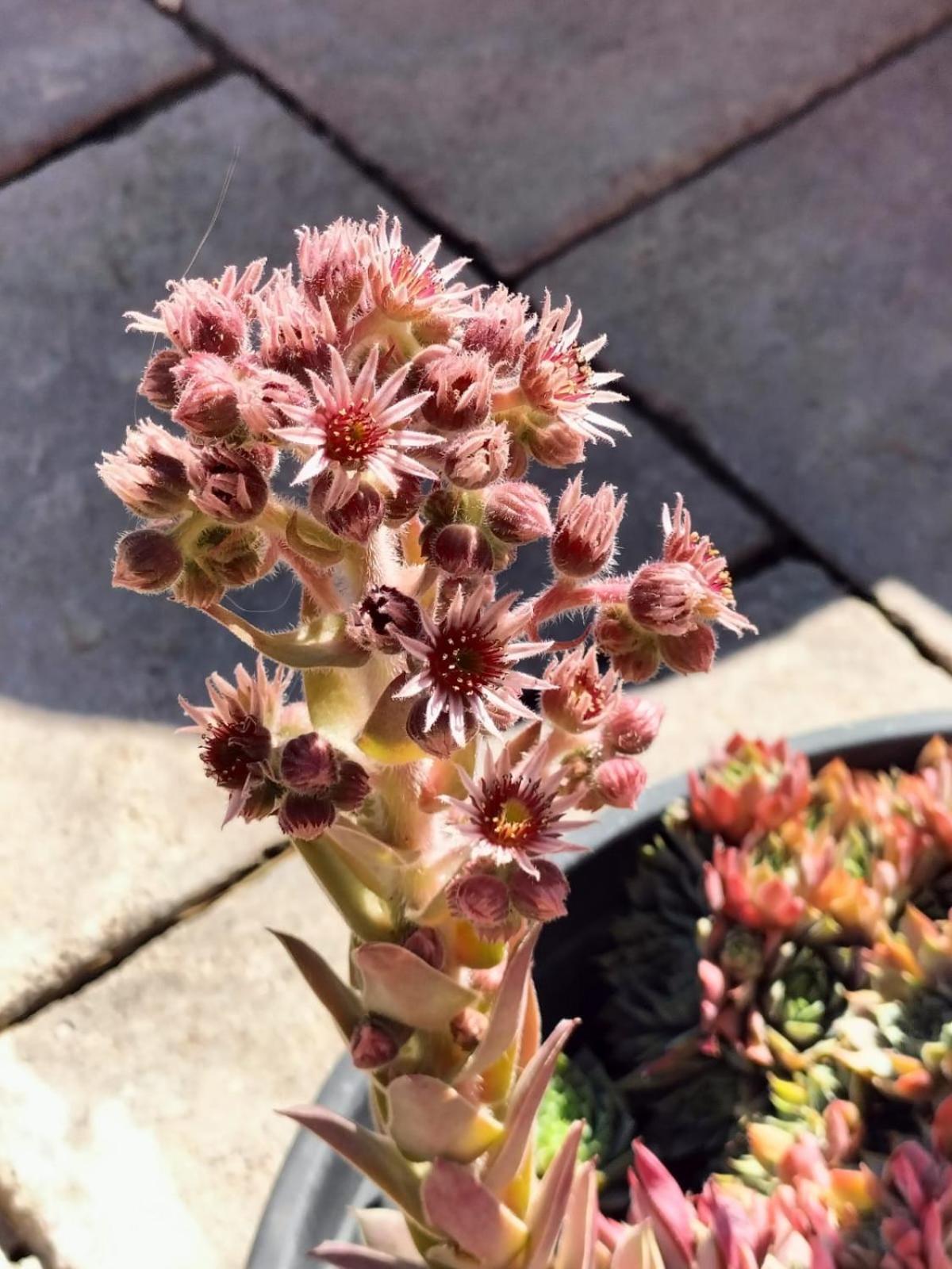 I Girasoli 산제노 외부 사진