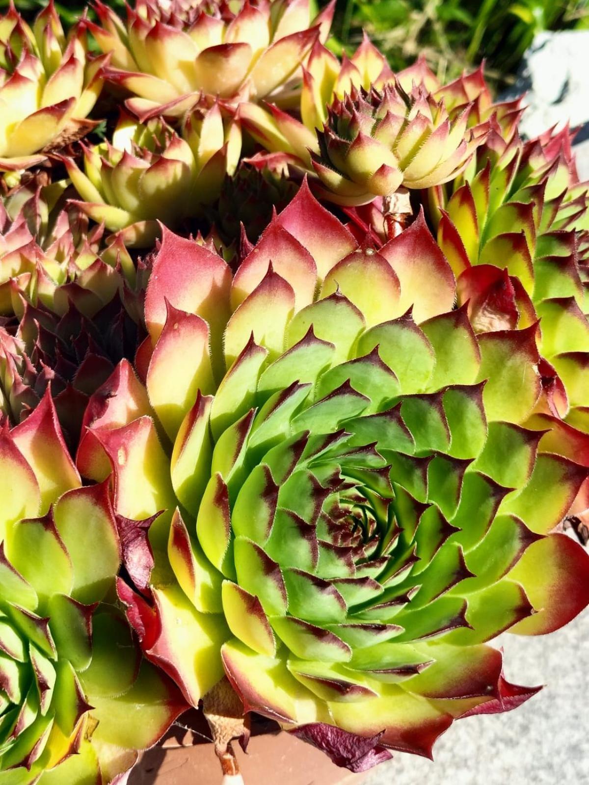 I Girasoli 산제노 외부 사진